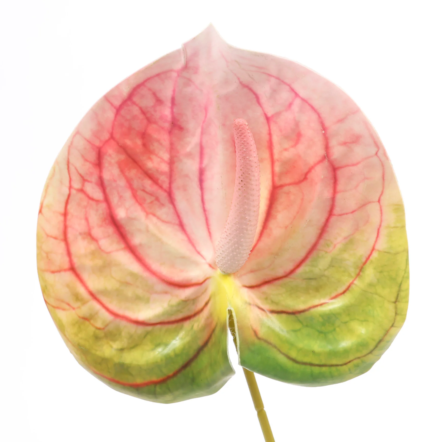 Artificial Anthurium Stem - Green/Pink - Image 4