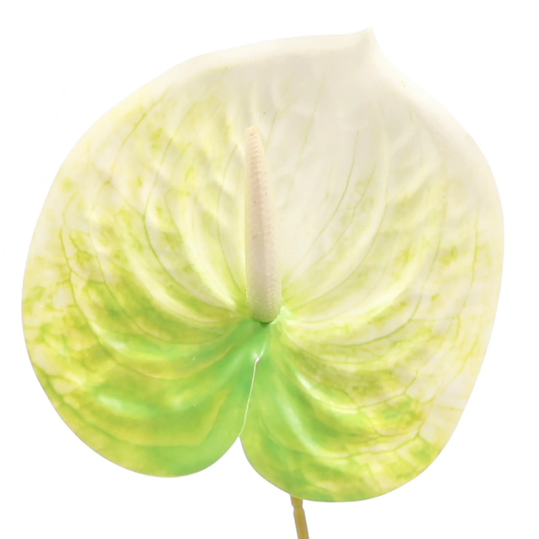 Artificial Anthurium Stem - Green/White - Image 4