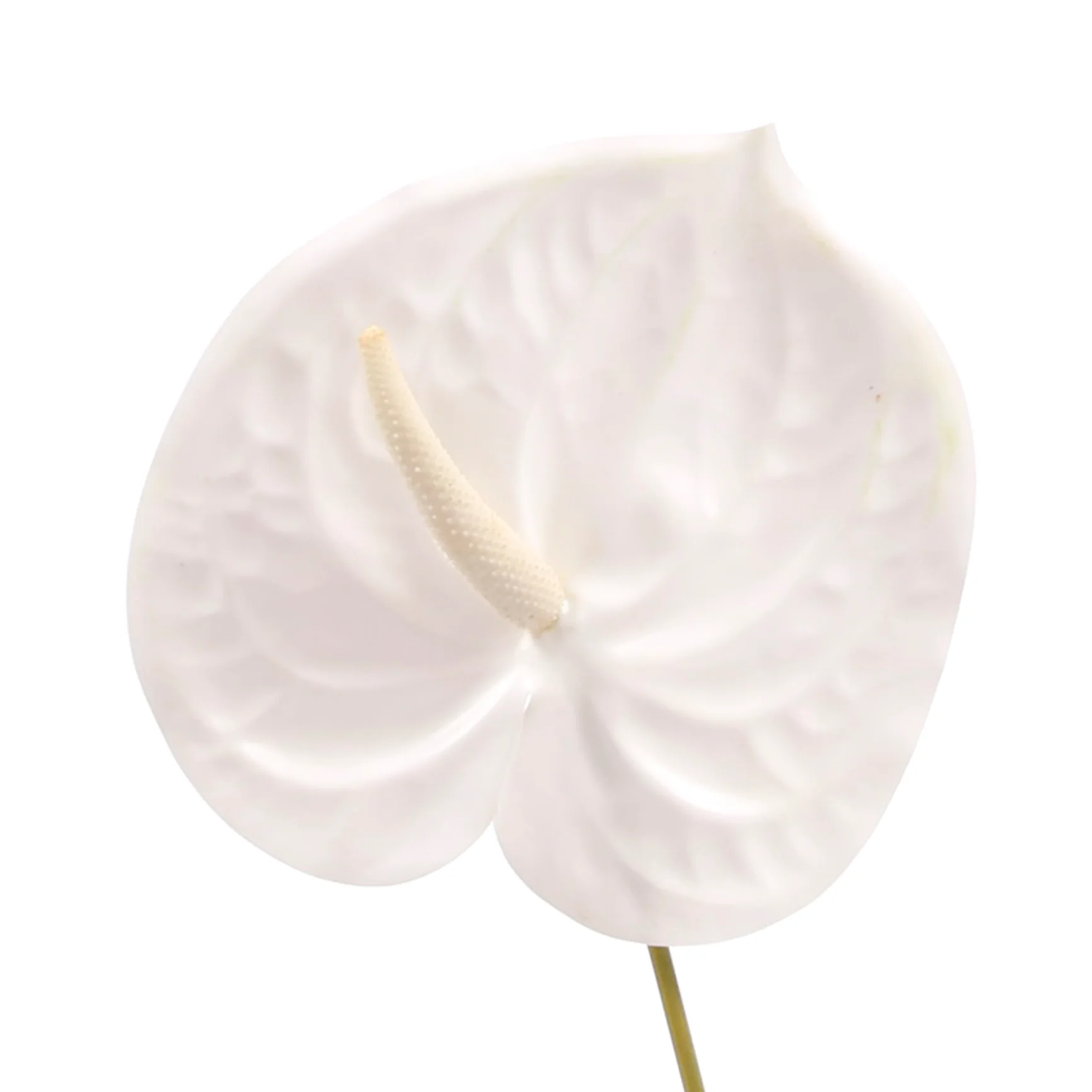 Artificial Anthurium Stem - White - Image 4